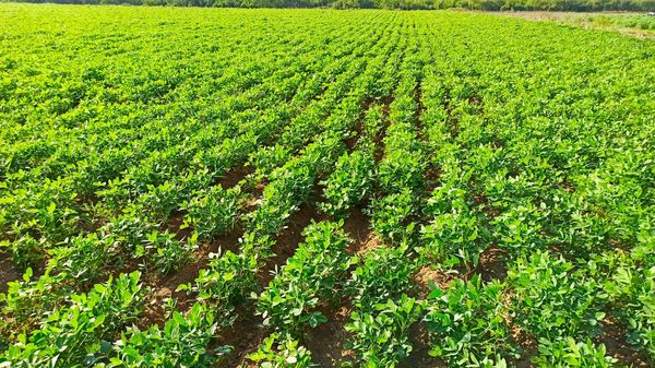 马圭省色漂县区已开始今年冬季冬花生的种植工作