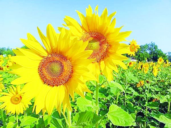 实皆省蒙育瓦县区今年冬季期间已种植了向日葵作物2千多英亩