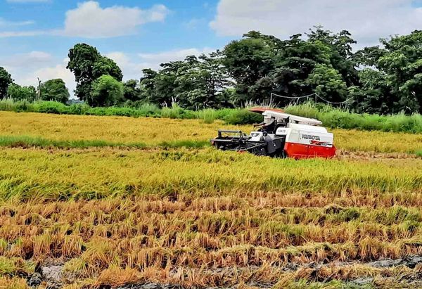 德林达依省完成雨季稻18万多英亩的收割工作