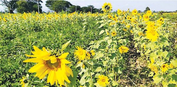 伊洛瓦底省勃生专区今年冬季规划种植4千多英亩向日葵作物