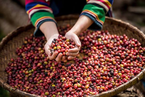 咖啡季节来临曼德勒省彬乌伦地区开始采购成熟咖啡豆