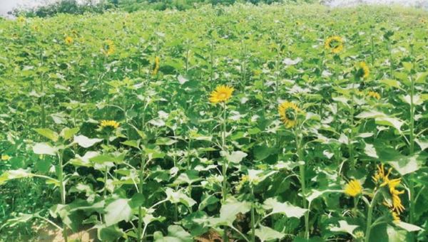 勃固省瑞当县区今年冬季已完成各种油料作物2万多英亩种植工作