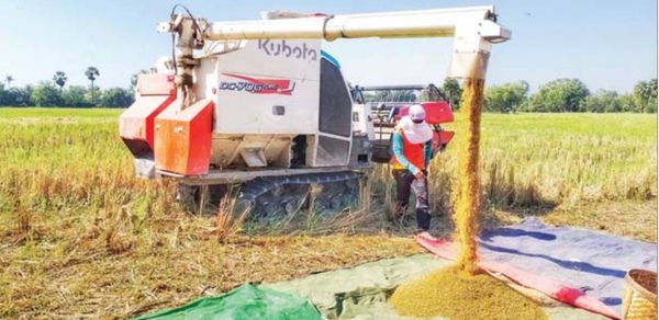 孟邦穆洞县区完成雨季稻7.5万多英亩的收割工作