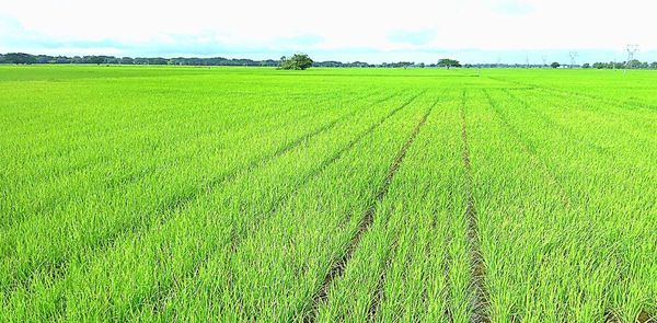 实皆省甘布鲁县区完成了雨季稻15万多英亩的种植工作