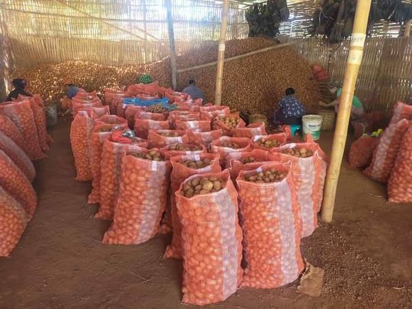 来自掸邦的马铃薯畅销于伊洛瓦底省马乌宾县区