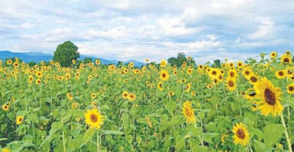 马圭省额别县区今年冬季已种植了各种油料作物864英亩