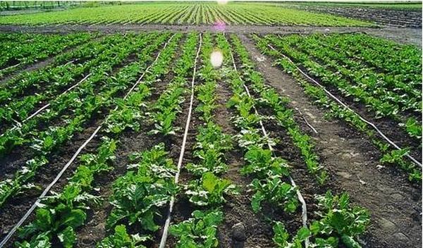 实皆省茂叻县区现冬作物种植季节期间种植了各种蔬菜1千多英亩