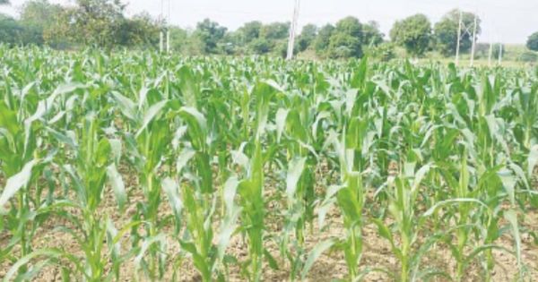 马圭省东墩基县区今年冬季种植的玉蜀黍超过规划面积