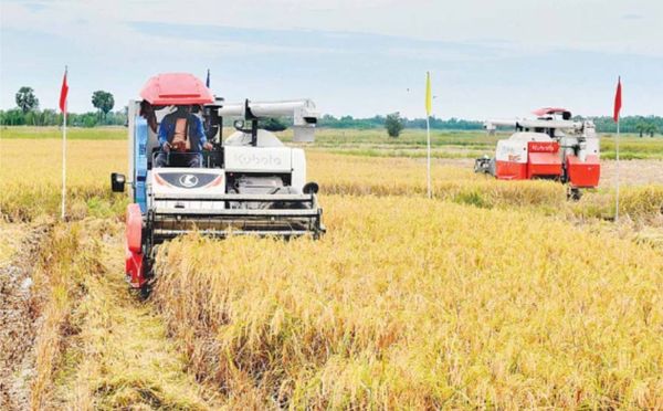 伊洛瓦底省达榜县区种植的雨季稻已有7千多英亩完成收割工作