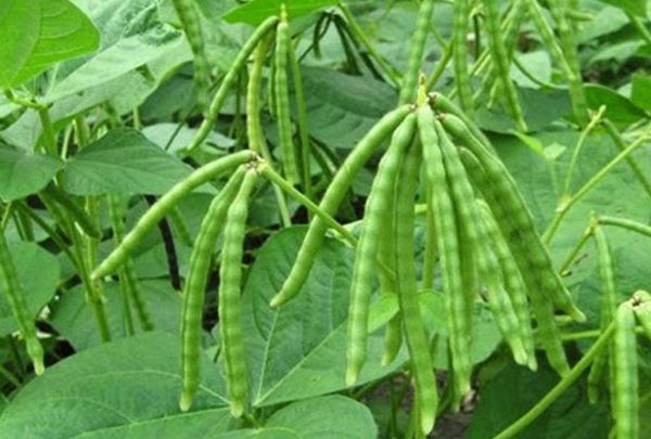 实皆省明景县区今年冬季期间已种植了冬绿豆作物2千多英亩