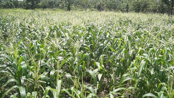 勃固省达耶瓦底县区今年种植了玉蜀黍2千多英亩