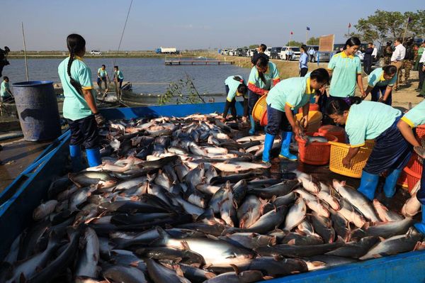 现财政年度8个月缅甸向国外出口水产品34万多吨