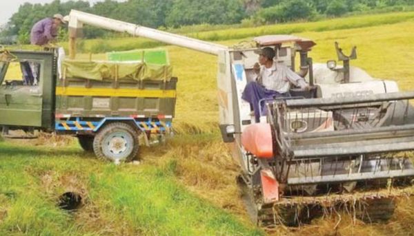 曼德勒省皎栖县区开始雨季稻收割工作获得好收成
