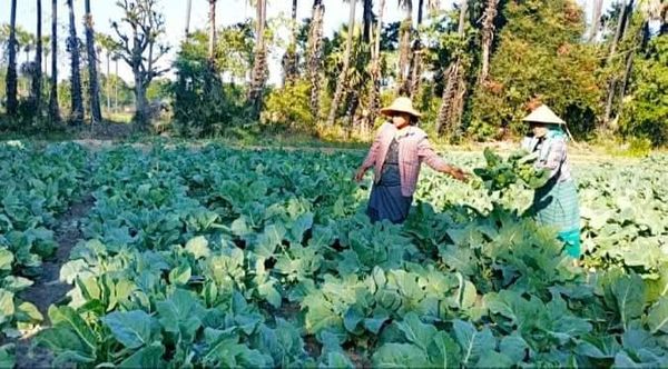 马圭省本漂县区今年冬季期间已完成2千多英亩厨房作物种植工作