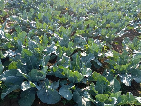 实皆省淡色县区今年冬季已完成冬蔬菜作物1千多英亩种植工作