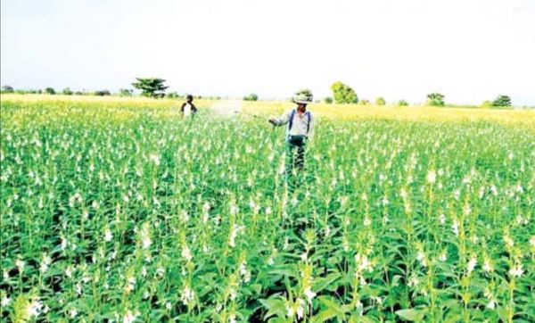 马圭省本漂县区今年冬季期间已种植3万多英亩油料作物