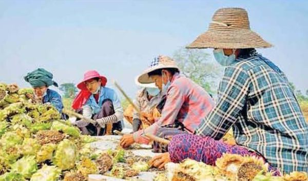马圭省本漂县区本财年雨季期间种植的向日葵作物已全部完成采收