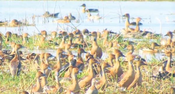 勃固省莫允基湖区目前已有候鸟及本地鸟115个品种进入栖息生活