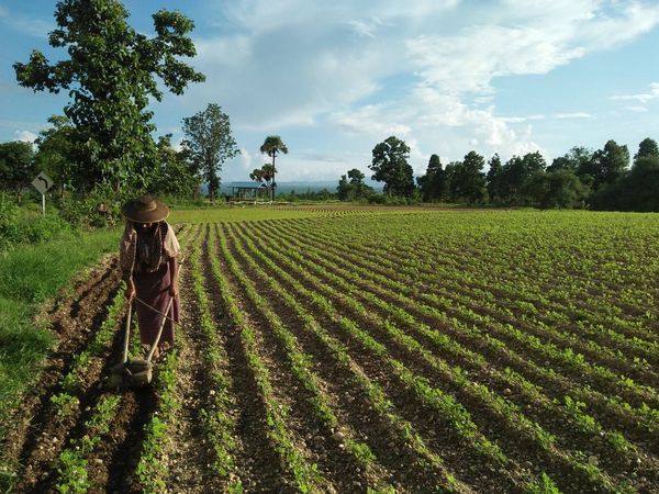 实皆省遵纳县区现冬季期间已种植油料作物3.4万多英亩