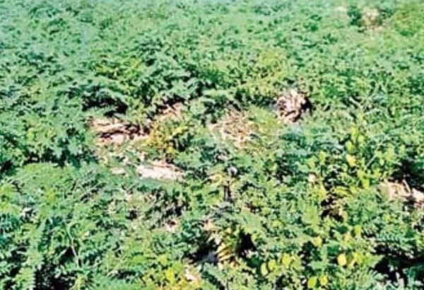 勃固省彪县区现财年冬季期间种植了各种豆类14多万英亩