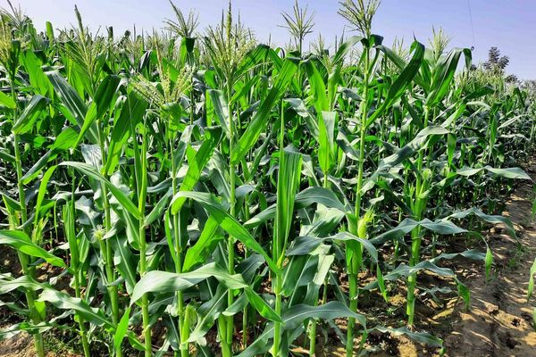 实皆省甘布鲁县区现财年冬季期间已种植玉米玉蜀黍5,087英亩