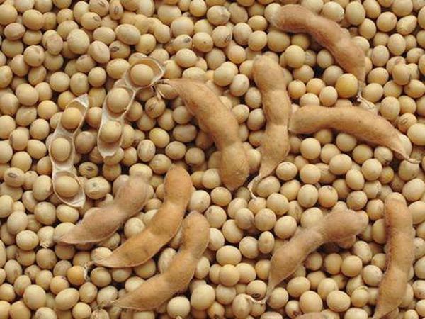 马圭省上敏纳县区本财年种植的木豆已上市销路良好