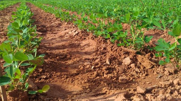 实皆省昌吴县区在现财年冬季已种植冬花生近6千英亩