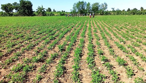 实皆省瑞帽专区皎苗分县区本财年冬季已种植冬花生1.1万多英亩