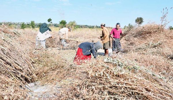 曼德勒省良吴县区已开始木豆的采收工作