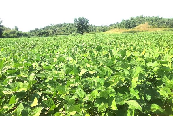 德林达依省德悦昌县区冬作物种植情况