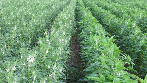 马圭省斯林县区现财年冬季已种植冬芝麻1.5万英亩