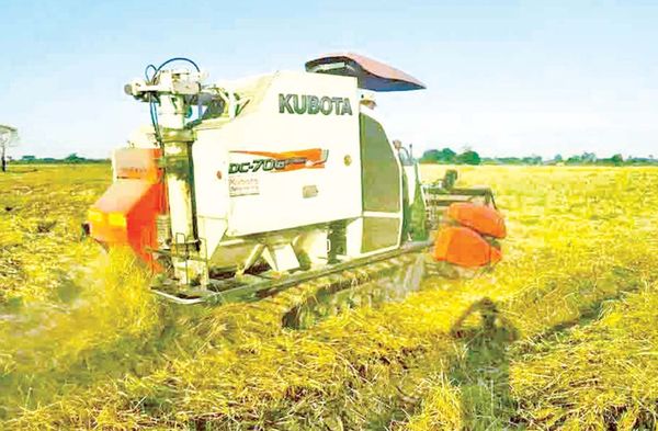 马圭省本漂县区本财年已百分之百完成了雨季稻收割工作