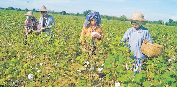 曼德勒省皎栖专区现财年棉花作物种植情况