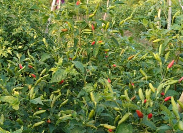 实皆省茵马宾专区现财年冬季已种植了冬辣椒作物1,500多英亩