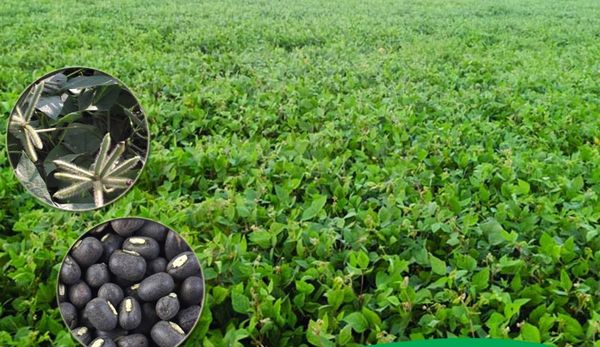 实皆省甘布鲁县区现财年冬季种植的黑麦豆超过规划面积