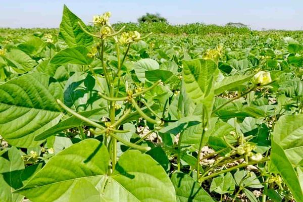 伊洛瓦底省达榜县区现财年冬季已种植黑麦豆4千多英亩