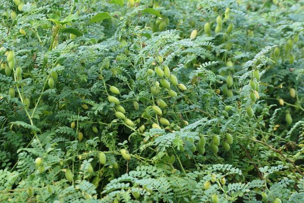 实皆省委勒县区现财年冬季已种植鹰嘴豆近5.6万英亩