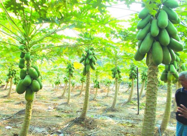 曼德勒省皎栖县区农夫们种植的木瓜在市场上热销