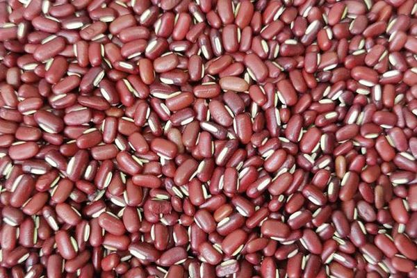 马圭省色漂县区乡村地区种植的日本品种红饭豆正在茁壮成长