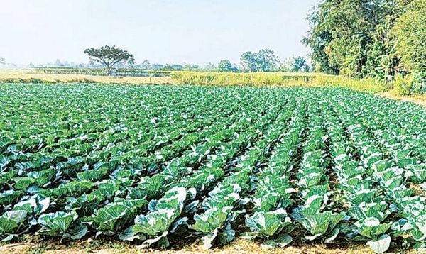 马圭省帕科库县区菜花等蔬菜作物价钱微跌交易热络