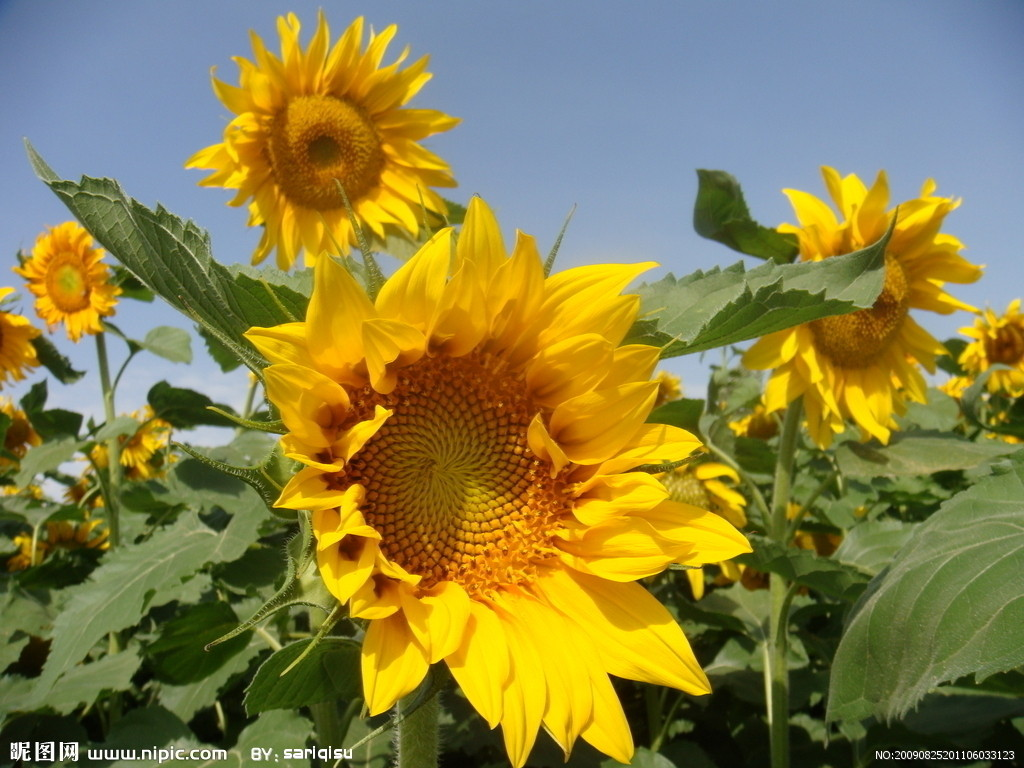 曼德勒省皎栖县区将由农村合作社种植冬向日葵作物8,784英亩