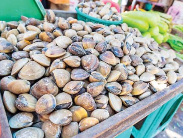 伊洛瓦底省纳不打县区12月份向仰光都市输送出蚌类7.6万缅斤