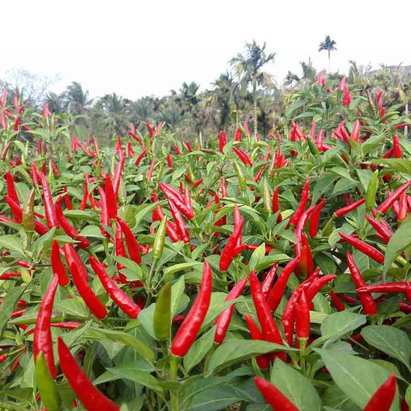 实皆省蒙育瓦县区农村民众们种植辣椒获得好收成
