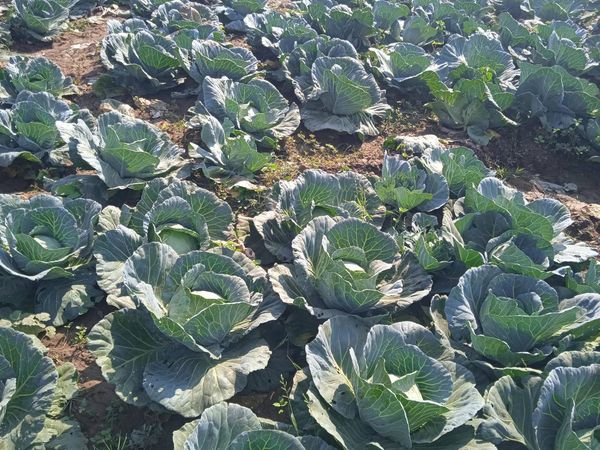 实皆省德拜茵县区现冬季时期已种植5千多英亩冬蔬菜作物