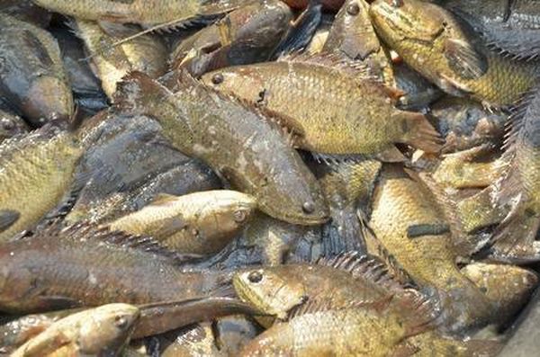 伊洛瓦底省博加礼县区1月间向仰光市输送出了攀鲈7.7万缅斤