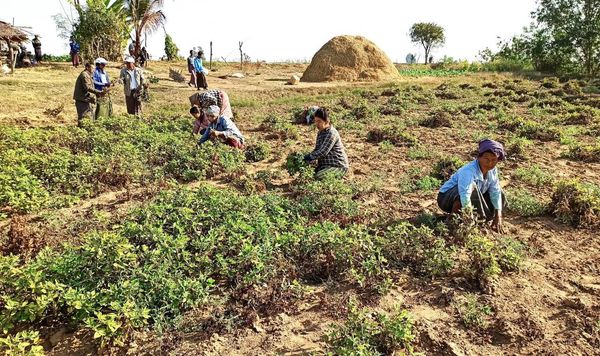 实皆省遵纳县区现冬季期间已完成冬花生1.2万多英亩采收工作