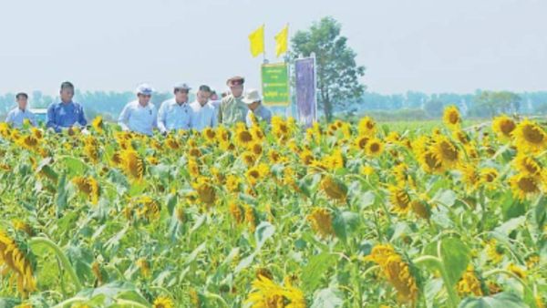 仰光省德贡港口镇区200英亩油料作物种植情况
