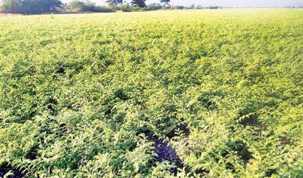 实皆省实皆县区现财年冬季种植了鹰嘴豆2.6万多英亩