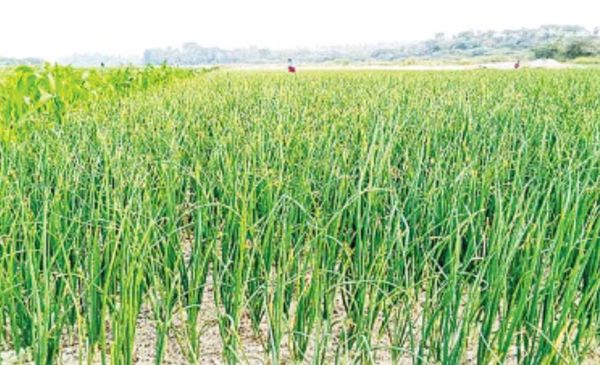 马圭省仁安羌县区现财年冬季种植的3千多英亩洋葱作物茁壮成长