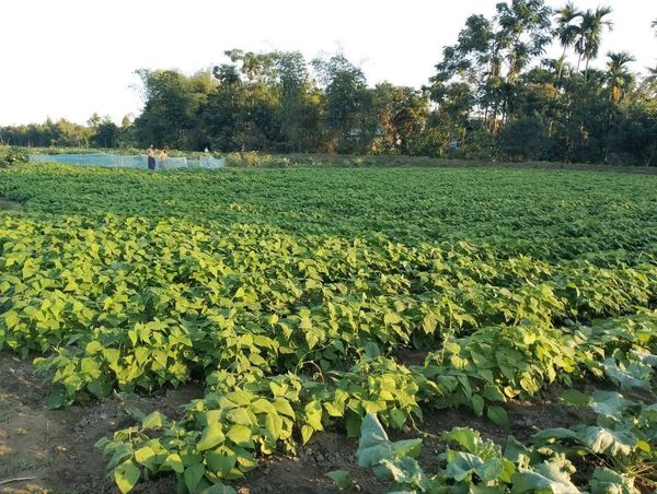 实皆省实皆县区现财年冬季节比规划面积多种植蔬菜4千多英亩